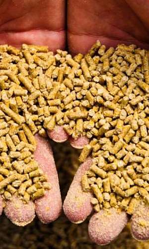 peletizadora de ração animal peletizadora de ração animal