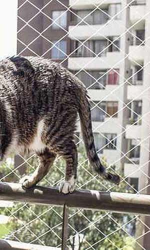 Rede de proteção para animais Rede de proteção para animais